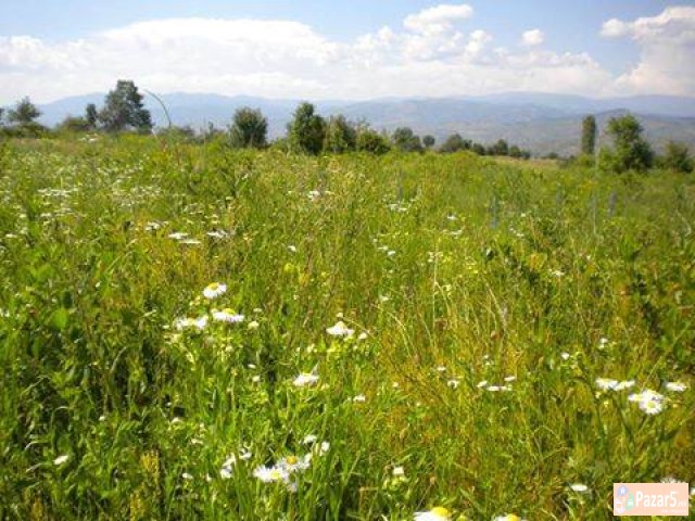 Rajski Lek Hrana Za Dusatelo Budi Svest Umsrce