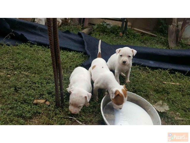 Na Prodazba Mali Kucenca Od Rasata American Pitbul