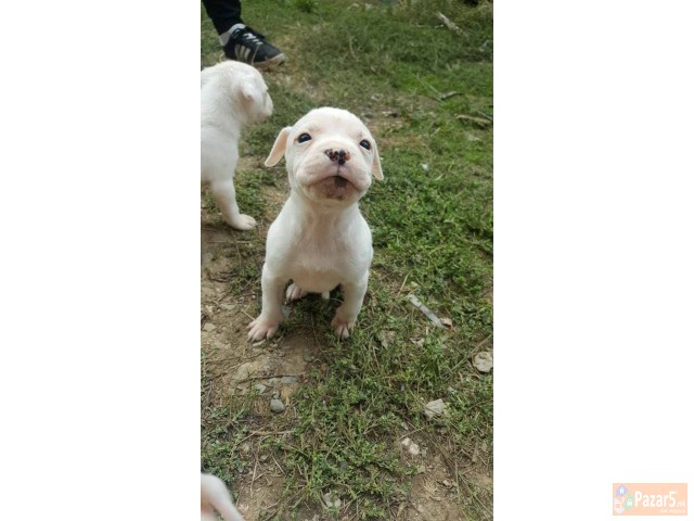 Na Prodazba Mali Kucenca Od Rasata American Pitbul