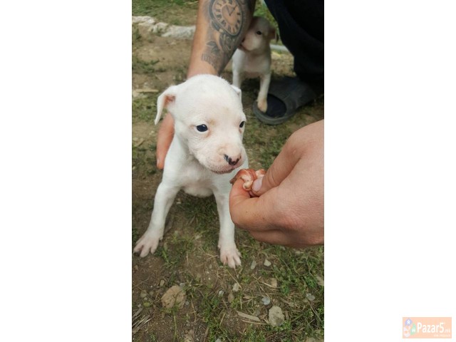 Na Prodazba Mali Kucenca Od Rasata American Pitbul