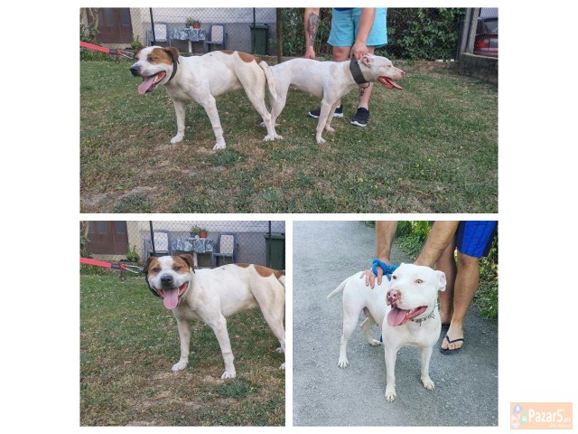 Na Prodazba Mali Kucenca Od Rasata American Pitbul