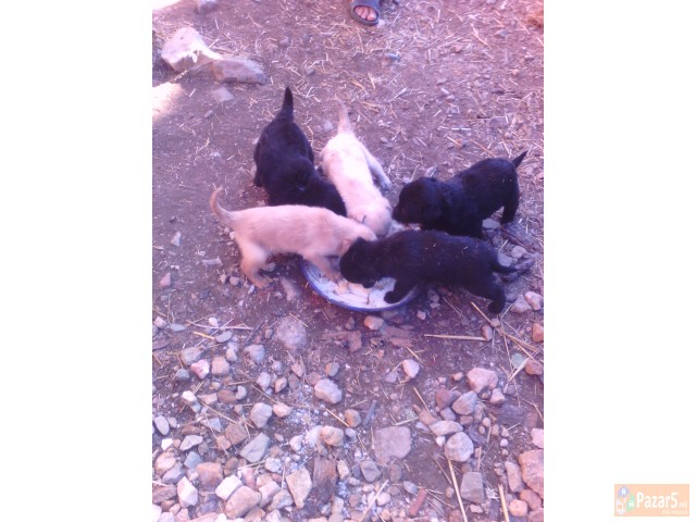 Prodavam Kutrenca Labradorcinja