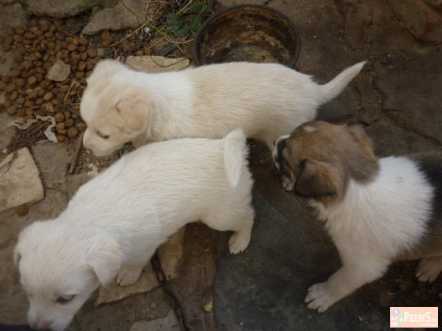 Подаруваме Кученца - Миначиња