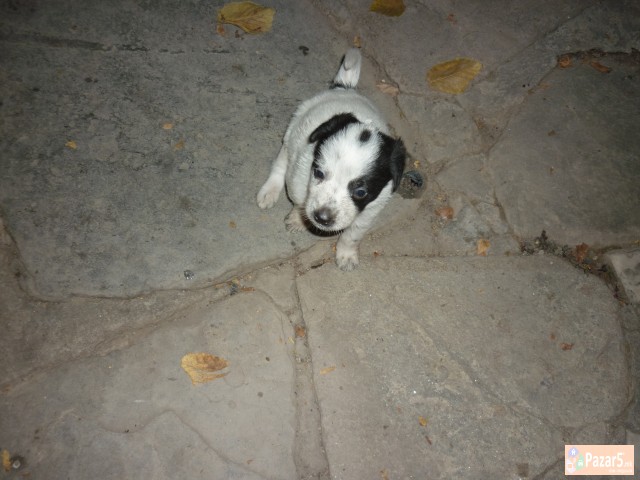 Подаруваме Кученца - Миначиња