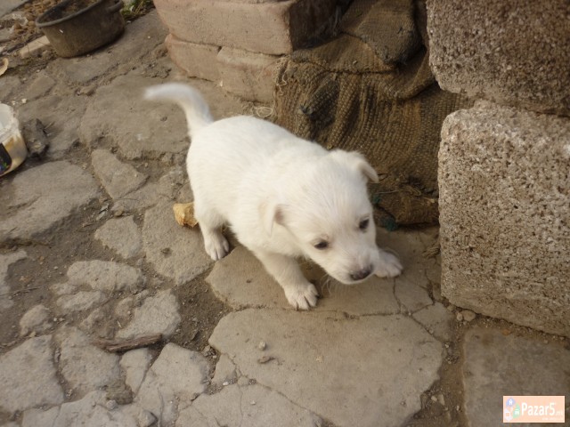 Подаруваме Кученца - Миначиња