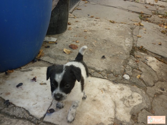 Подаруваме Кученца - Миначиња