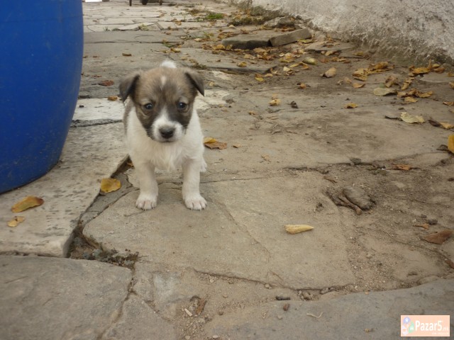 Подаруваме Кученца - Миначиња