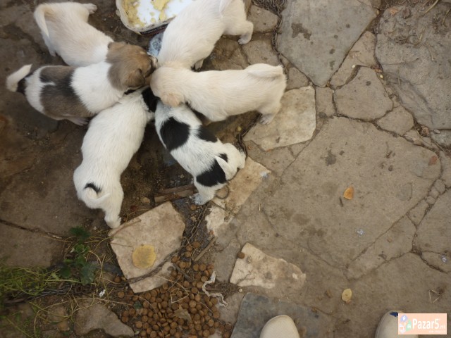 Подаруваме Кученца - Миначиња