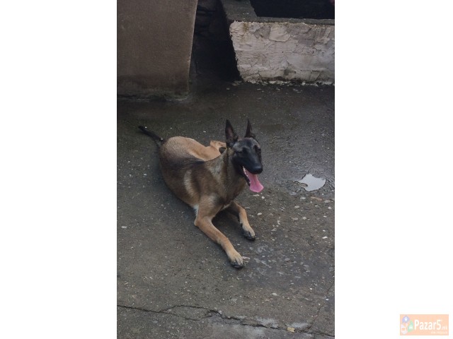 Belgiski Ovcar Malinoa