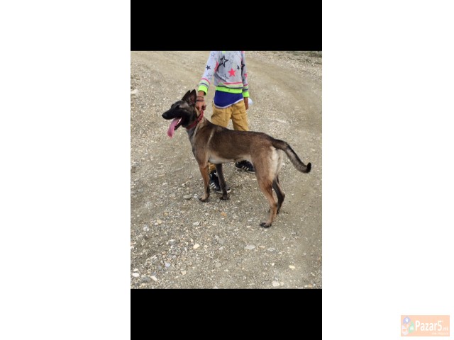 Belgiski Ovcar Malinoa