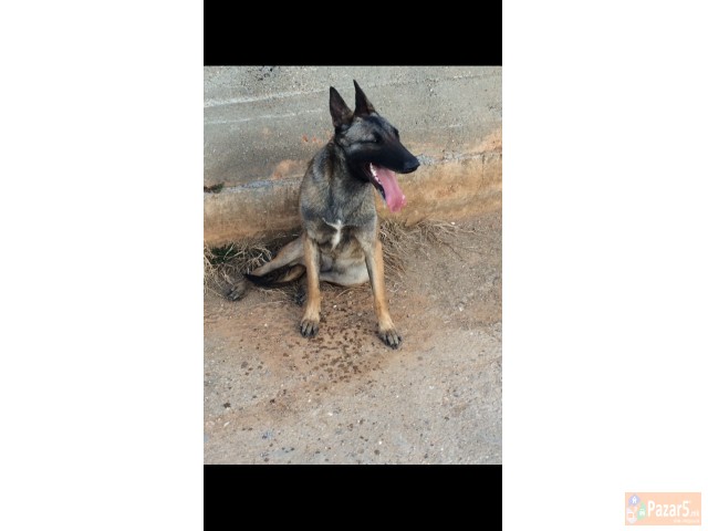 Belgiski Ovcar Malinoa