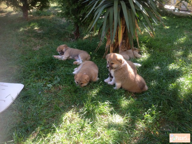 Prodavam Kutrinja Od Rasata Akita Inu