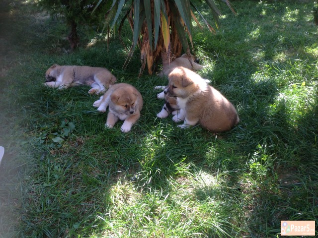 Prodavam Kutrinja Od Rasata Akita Inu