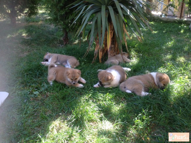 Prodavam Kutrinja Od Rasata Akita Inu