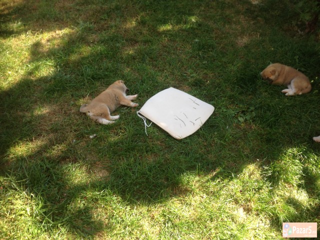 Prodavam Kutrinja Od Rasata Akita Inu