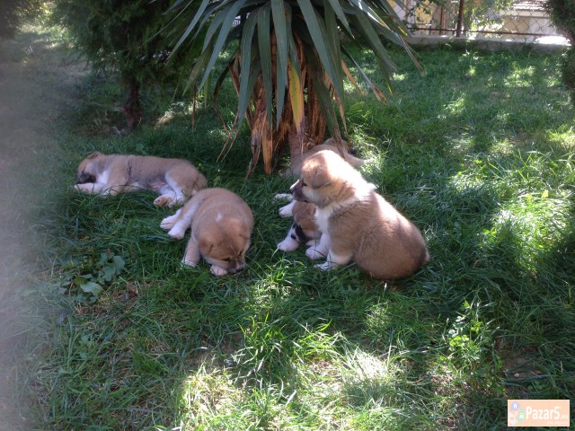 Prodavam Kutrinja Od Rasata Akita Inu