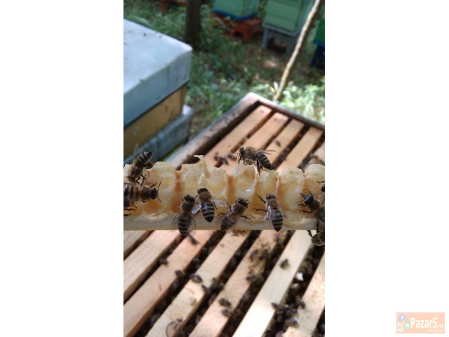 МАТИЧЕН МЛЕЧ - ПЧЕЛАРСТВО ДОДЕВСКИ