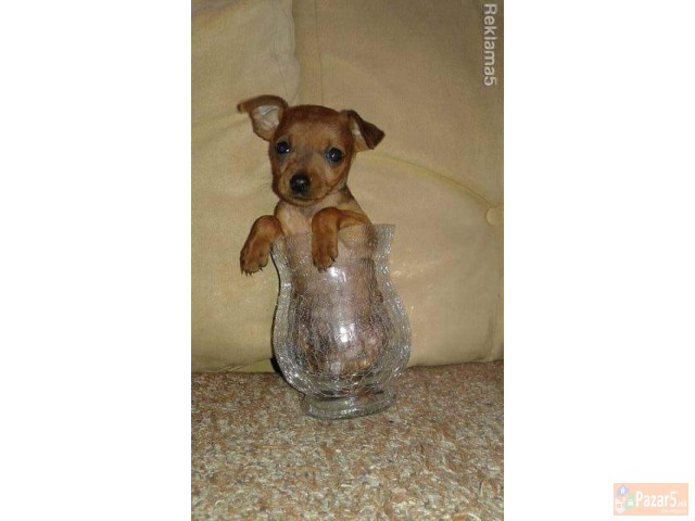 Dzudzest Pinc Od Naj Malite Preubavo Malecko Masko