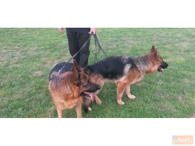 Germanski Ovcari Vucjaci Malecki Preubavi