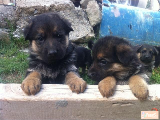 Germanski Ovcari Vucjaci Malecki Preubavi