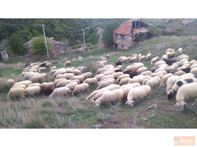 се продават овци