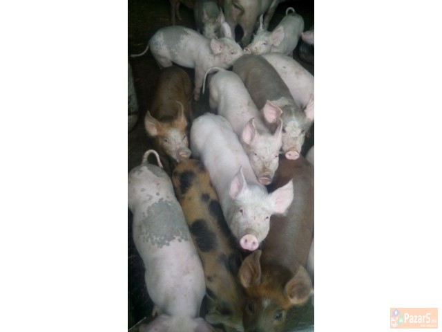 Продавам прасиња