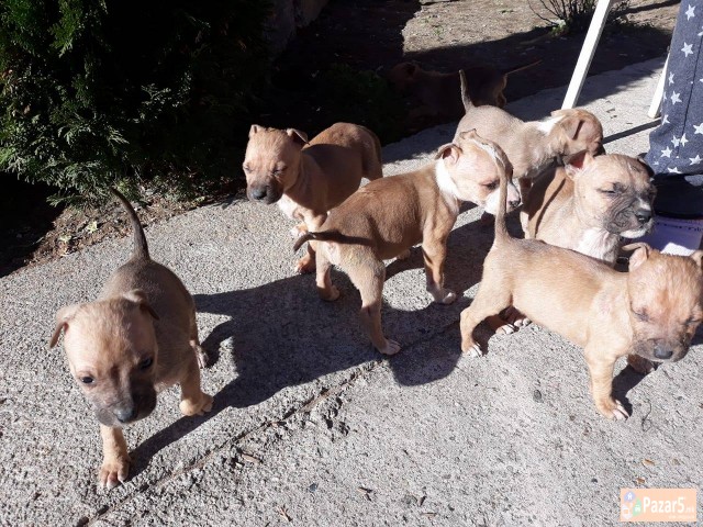 СЕ ПРОДАВААТ КУТРИЊА: АМЕРИЧКИ СТАФОРД ТЕРИЕР