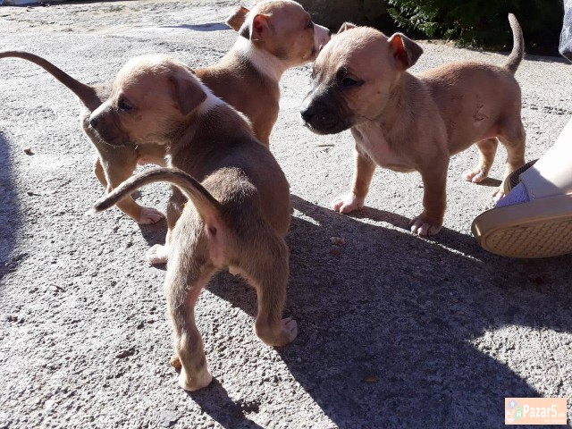 СЕ ПРОДАВААТ КУТРИЊА: АМЕРИЧКИ СТАФОРД ТЕРИЕР