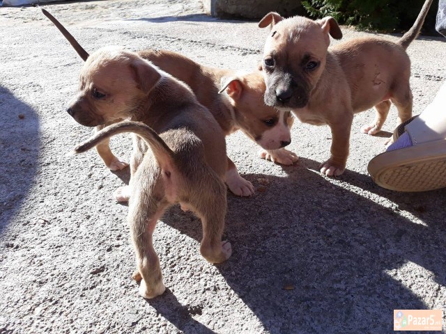 СЕ ПРОДАВААТ КУТРИЊА: АМЕРИЧКИ СТАФОРД ТЕРИЕР