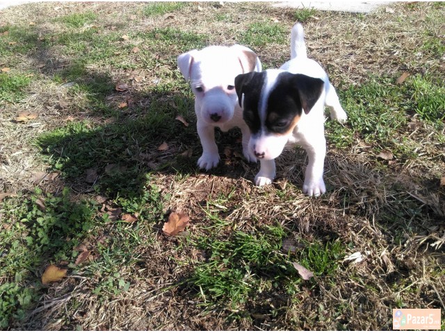 Џек Расл (jack Russel) кучиња