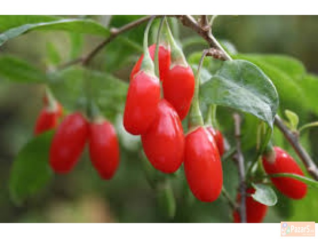 Продажба на Гоџи садници