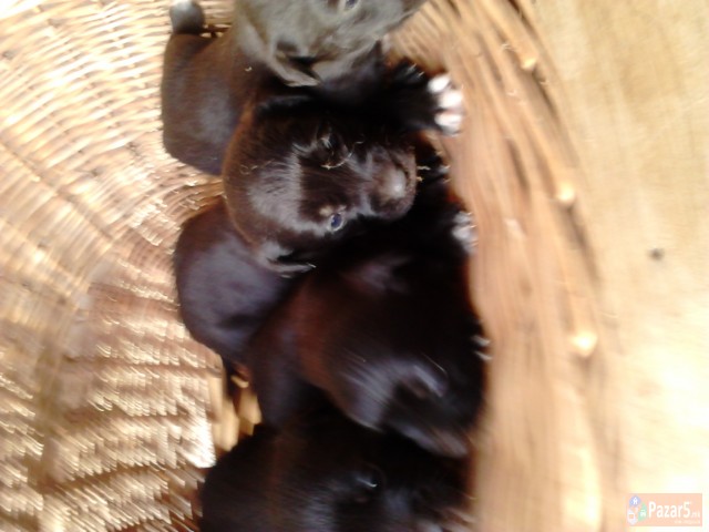 Mali Kutrinja Labrador