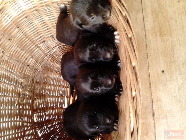 Mali Kutrinja Labrador