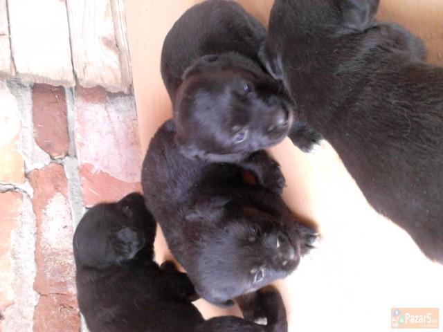 Mali Kutrinja Labrador