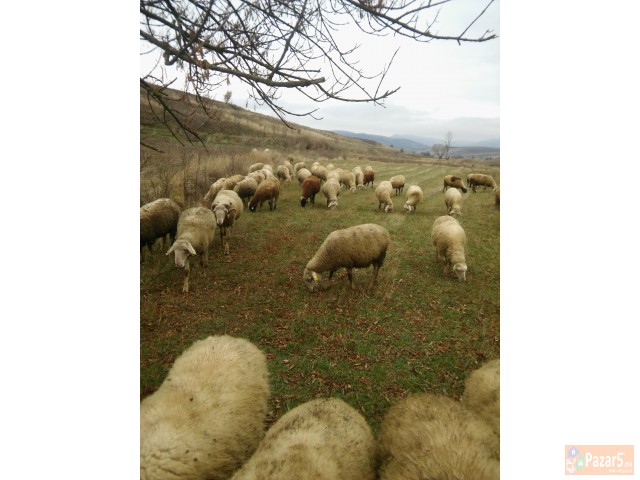 Prodavam Stado Ovci