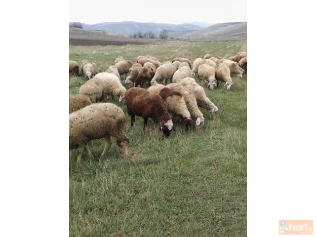 Prodavam Stado Ovci