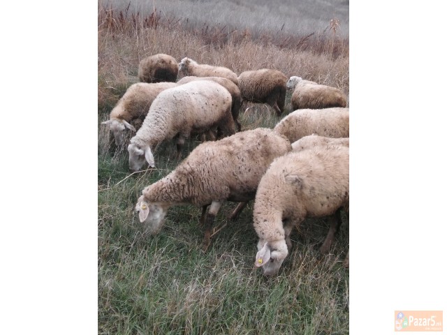 Prodavam Stado Ovci