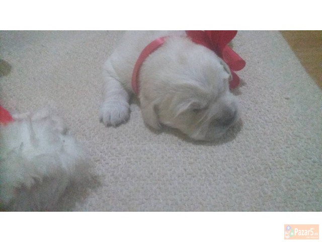 Prodavam Zlatni Retriveri