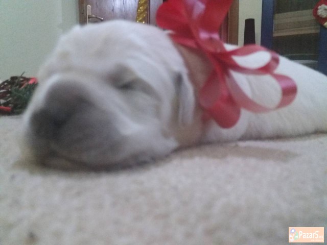 Prodavam Zlatni Retriveri