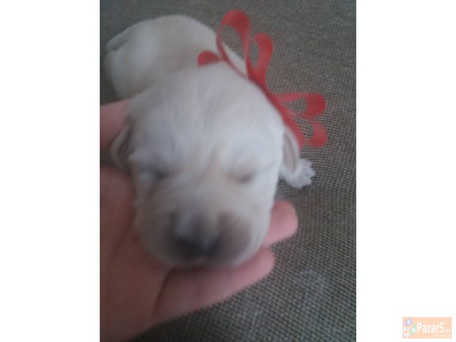 Prodavam Zlatni Retriveri