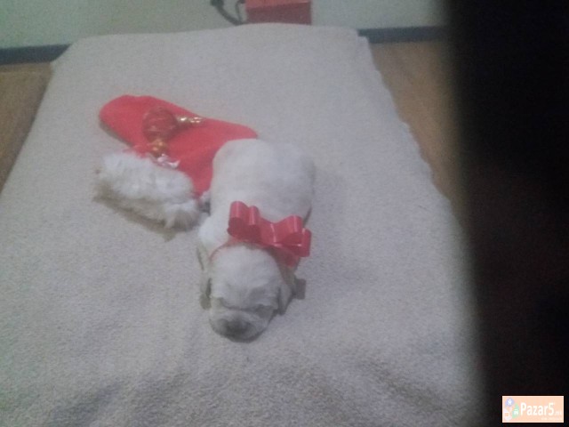 Prodavam Zlatni Retriveri