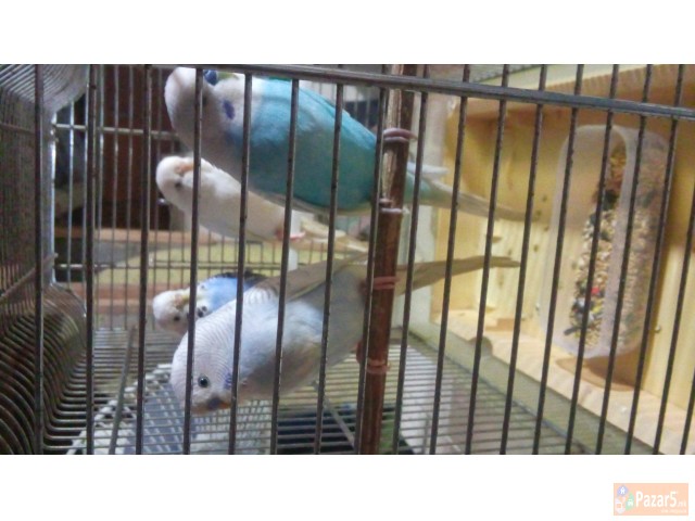 Papagali - ПАПАГАЛИ