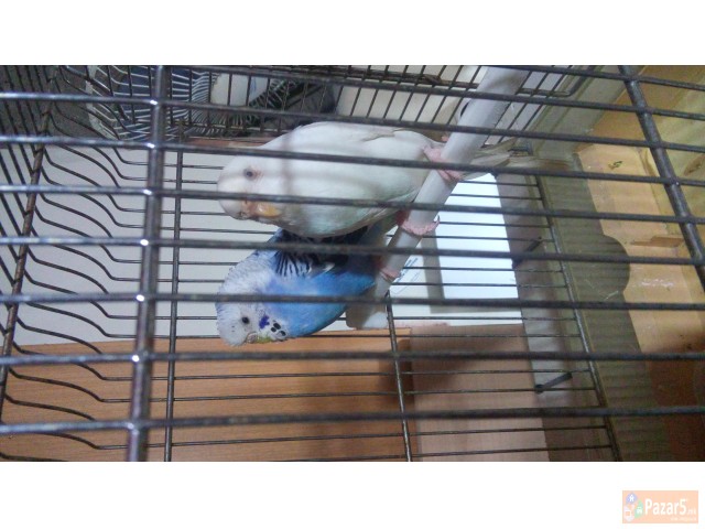 Papagali - ПАПАГАЛИ