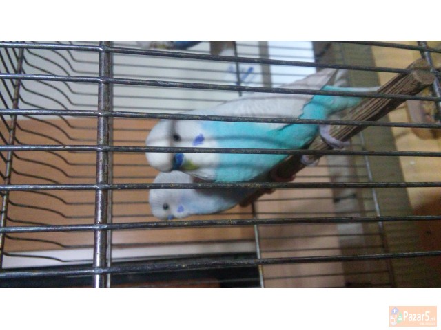 Papagali - ПАПАГАЛИ