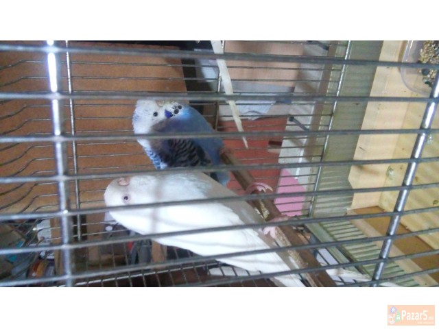 Papagali - ПАПАГАЛИ