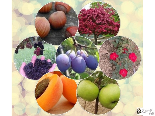 Proizvodnja I Prodaja Svih Vrsti Sadnica