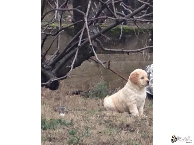 Prodavam Zlaten Retriver