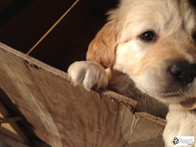 Prodavam Zlaten Retriver