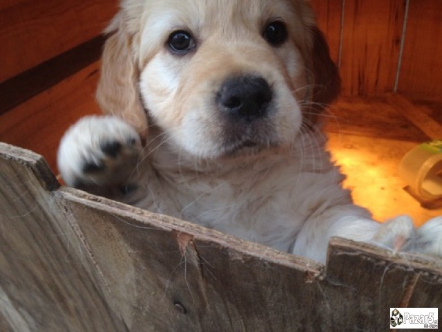 Prodavam Zlaten Retriver