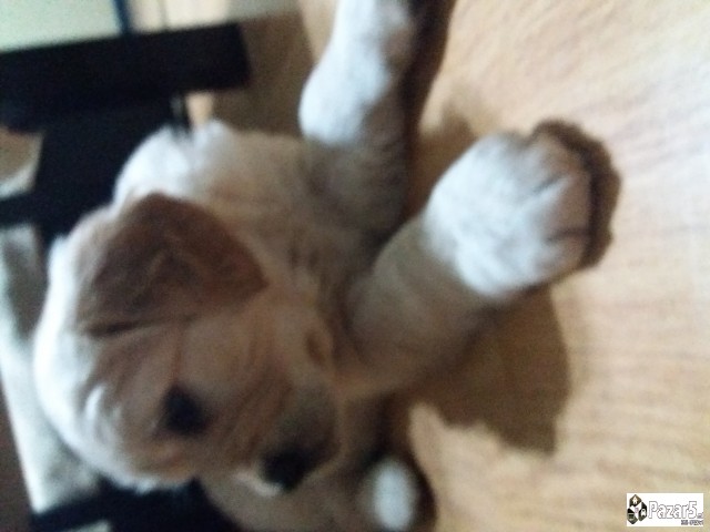 Prodavam Zlaten Retriver